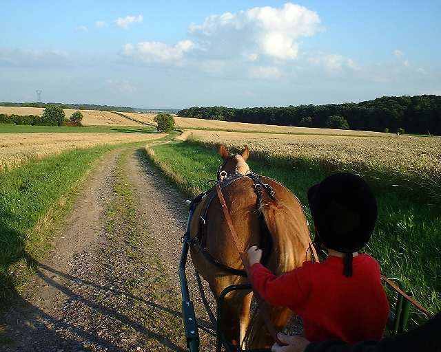  Photo d'un cheval attel�