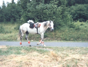 Photo d'un cheval en balade